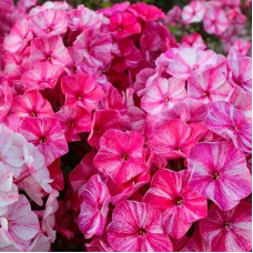 Флокс Фрекл Ред Шейдз (метельчатый)