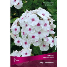 Флокс Граф Цеппелин (метельчатый)