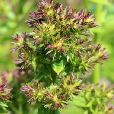 Флокс метельчатый Грин Леди