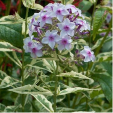 Флокс метельчатый Крем де ла Менте