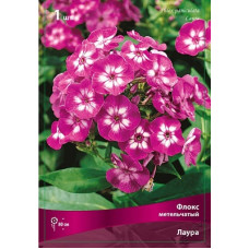 Флокс Лаура (метельчатый)