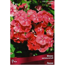 Флокс Лиззи (метельчатый)