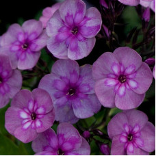 Флокс метельчатый Мэджик Блу