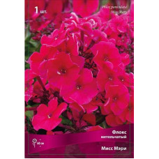 Флокс Мисс Мэри (метельчатый)