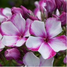 Флокс метельчатый Неон Флэйр Блю