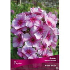 Флокс Неон Флэр (метельчатый)