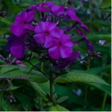 Флокс метельчатый Ники