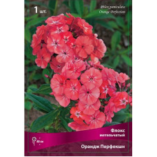 Флокс Ориндж Перфекшн (метельчатый)