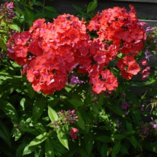 Флокс метельчатый Ориндж Перфекшн