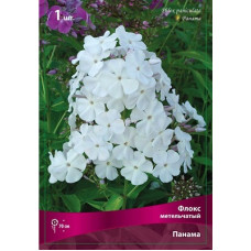 Флокс Панама (метельчатый)