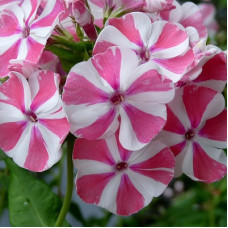 Флокс метельчатый Пепперминт Твист