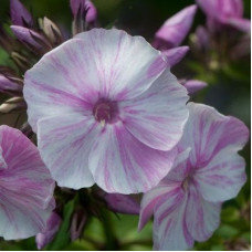 Флокс метельчатый Пикассо