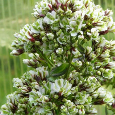 Флокс метельчатый Пур Филингз