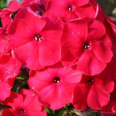 Флокс метельчатый Ред Райдинг Худ