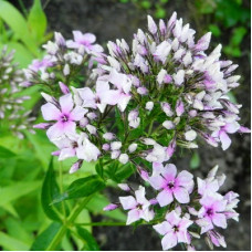 Флокс метельчатый Старберст