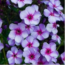 Флокс метельчатый Свёрли Бёрли