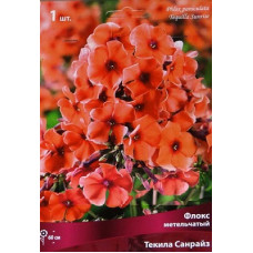 Флокс Текила Санрайз (метельчатый)