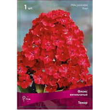 Флокс Тенор (метельчатый)