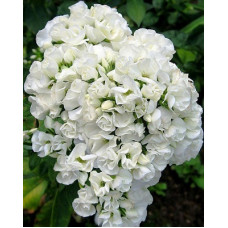 Флокс Тиара (метельчатый)