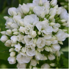 Флокс метельчатый Тиара