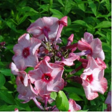 Флокс метельчатый Уральские сказы