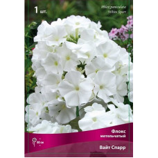 Флокс Вайт Спарр (метельчатый)