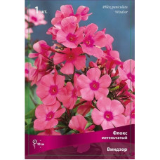 Флокс Виндзор (метельчатый)