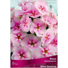 Флокс Юник Биколор (метельчатый)