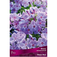 Флокс Юник Мов (метельчатый)