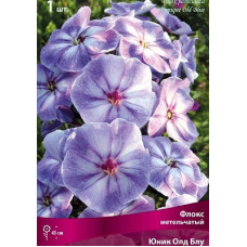 Флокс Юник Олд Блу (метельчатый)