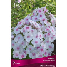 Флокс Мисс Холланд (метельчатый)
