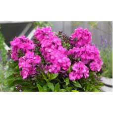 Флокс Бамбини Примадонна (метельчатый)