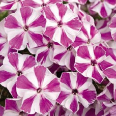 Флокс пятнистый Наташа