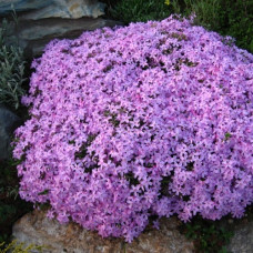 Флокс шиловидный Мажори  