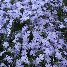 Флокс шиловидный Г.Ф. Вилсон