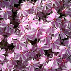 Флокс шиловидный Кэнди Страйпс