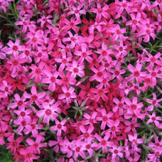 Флокс шиловидный Темискаминг