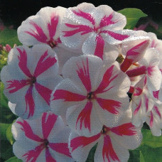 Флокс метельчатый Твистер  