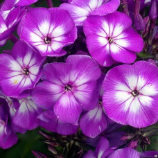  Флокс метельчатый Успех  