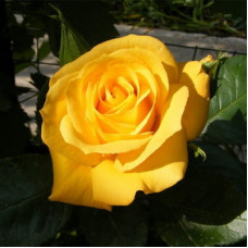 Роза флорибунда Артур Белл