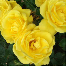 Роза флорибунда Фрезия