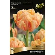 Тюльпан Фокси Фокстрот
