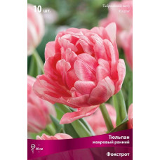 Тюльпан Фокстрот