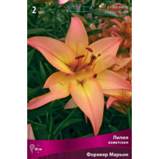 Лилия Форевер Марьон 