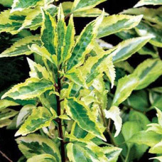 Форзиция темно-зеленая Цитрус Свизл