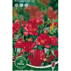 Фрезия Махровая Ред