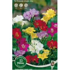 Фрезия простая Смесь окрасок