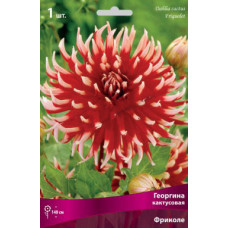 Георгина Фриколе (кактусовая)