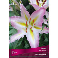 Лилия Фронтпейдж (восточная)