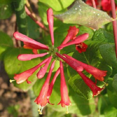 Жимолость Брауна Фуксиойдес